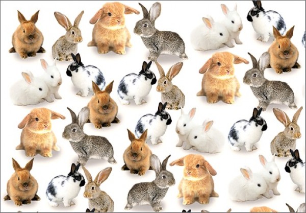 Rabbit Party 50x70